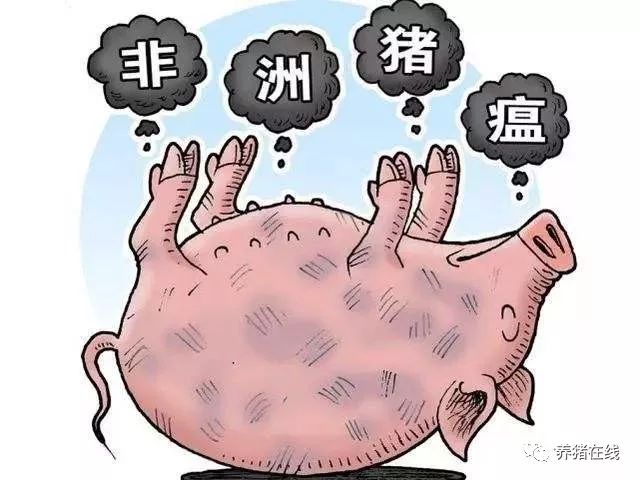 最近非洲猪瘟最新消息，全球防控形势与应对策略